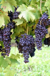 grapes-on-vine