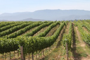 winery-V2-Temecula
