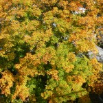 Autumn Leaves-1