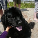 Newfoundland Dog